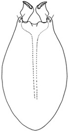 fastigatus
